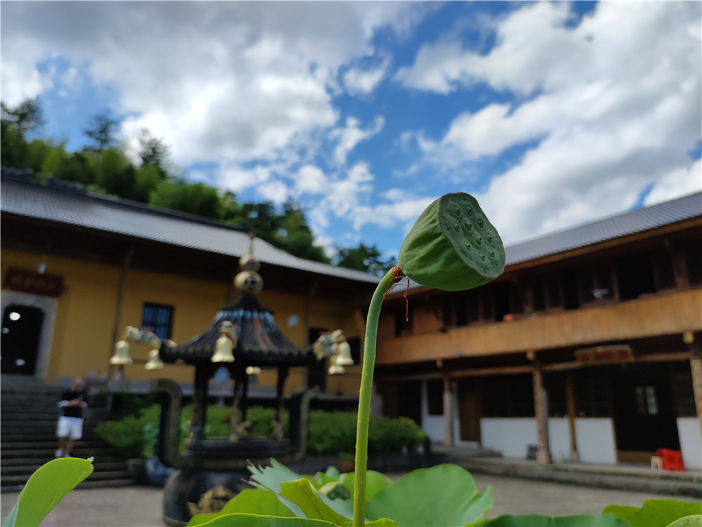 莲荷生果-九华山心安寺-九华山六亩田